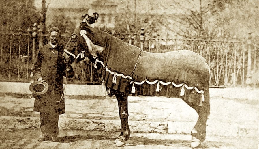 Man standing with a decorated horse.